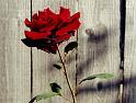 (27) rose